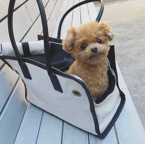 CITYDOG �p�C�s���O�g�[�g�L�����[-S-�x�[�W��_19