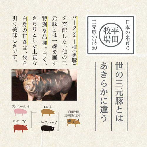 �y���c�q��z���{�̕Ĉ炿���ؓإ�O���� �����[�X�������X��������X�Ђ��M�t�g 6���� JHM-3SK06_17