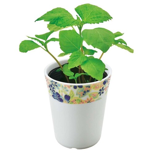 �a�S�� GD-104902 �Ƃ����炵_3