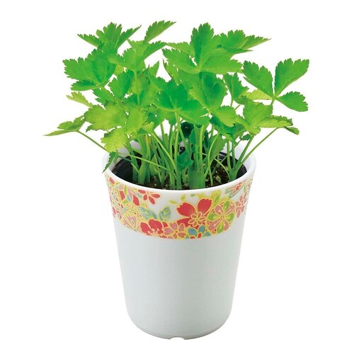 �a�S�� GD-104902 �Ƃ����炵_5