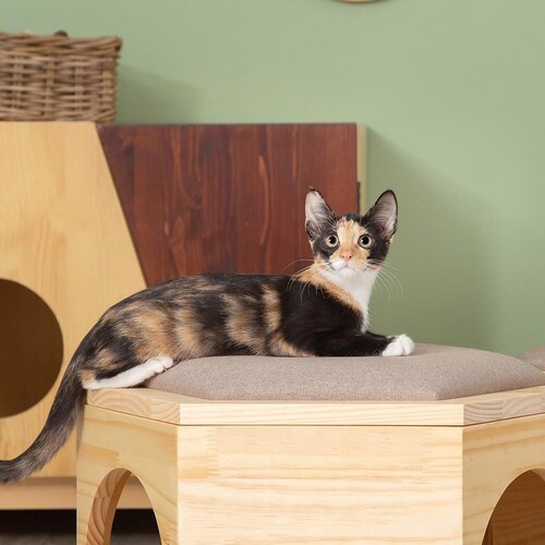 �Z�p�n�E�X�`�F�A�v���[�g MZ0023 �y�v���U�Z���N�g�z_8