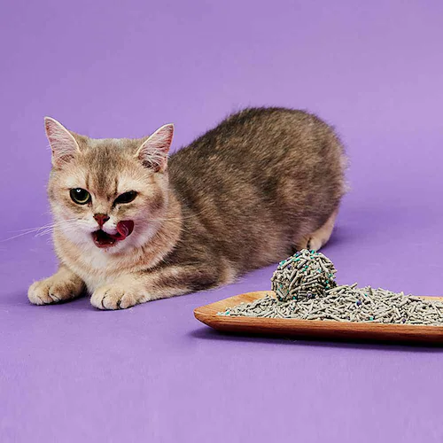 PETKIT �~�b�N�X�L�� 7L�~4 PKCL04 �y�v���U�Z���N�g�z_12