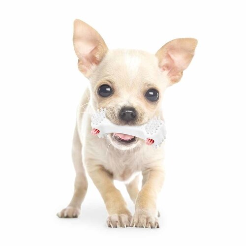 GONTA CLUB ゴン太のデンタルトイ かむピカボーンS DA-591 【プラザセレクト】_4