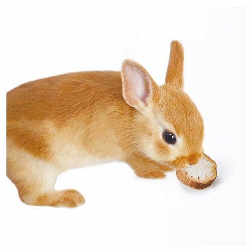 minimal LAND ミニマル工房 ひまわりスライス 25g ML-682 【プラザセレクト】_3