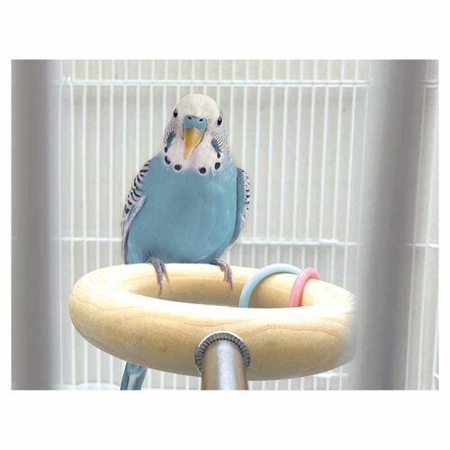 minimal LAND �����̂Ƃ܃����O MB-439 _5