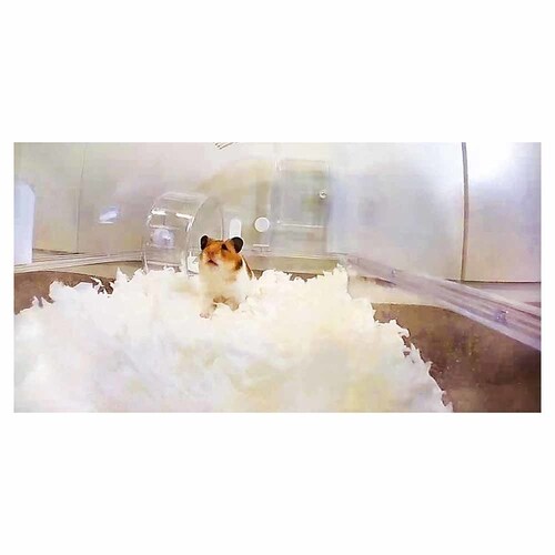 minimal LAND �����p�J���� ML-668 �y�v���U�Z���N�g�z_8