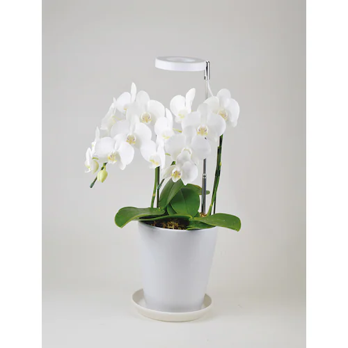 �A���琬���C�g �������ݎ��@285lm TT-YG02NA2A-W �y�v���U�Z���N�g�z_5