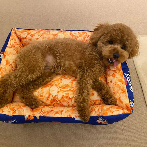 ���C���I(Ywow) �y�b�g�x�b�h �R�[���t���X�e�B �����` 72102B �y�v���U�Z���N�g�z_3