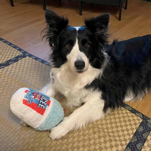 ���C���I(Ywow) �y�b�g�̃s�R�s�R�g�C 21402A �v�����O���Y /�΁y�v���U�Z���N�g�z_3