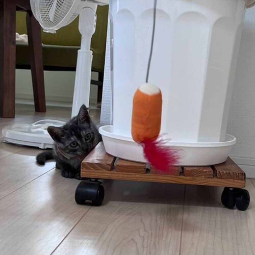 ���C���I(Ywow) �L����炵 83312D �R�[���t���X�e�B�y�v���U�Z���N�g�z_3