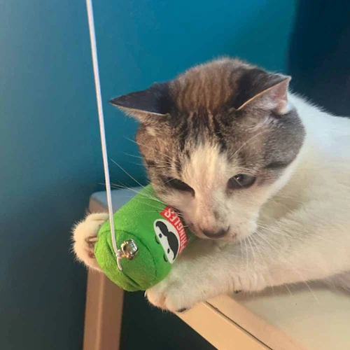 ���C���I(Ywow) �L����炵 83312D �R�[���t���X�e�B�y�v���U�Z���N�g�z_12