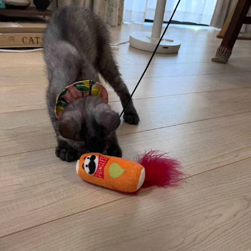 ���C���I(Ywow) �L����炵 83312D �R�[���t���X�e�B�y�v���U�Z���N�g�z_15