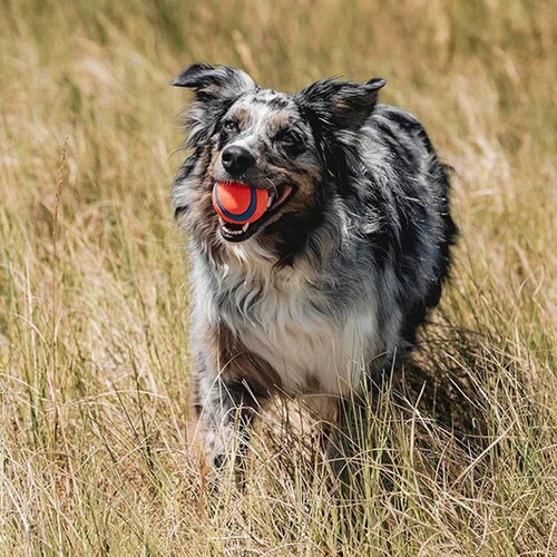 �`���L�b�g (Chuckit!) �E���g���{�[�� �~�f�B�A�� 170015D �y�v���U�Z���N�g�z_4