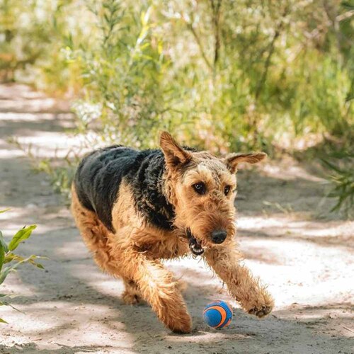 チャキット (Chuckit!) ウルトラスクイーカーボール ミディアム 52068D 【プラザセレクト】_3