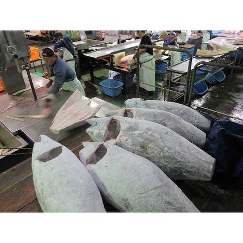 �_�ސ쌧���A�O��` �܂��듂�g���E�ЂƂ����J�c�Z�b�g �y���Ԏw��s�z�y����s�z�y�����s�z_5