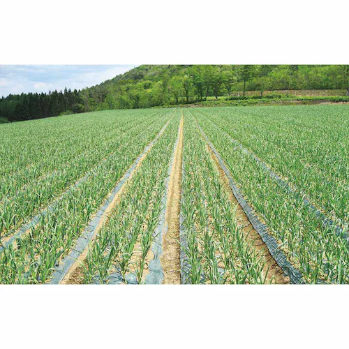 �X���Y���ɂ�ɂ��n�� �y���Ԏw��s�z�y����s�z�y�����s�z_10