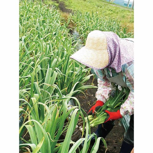 �X���Y���ɂ�ɂ��n�� �y���Ԏw��s�z�y����s�z�y�����s�z_14