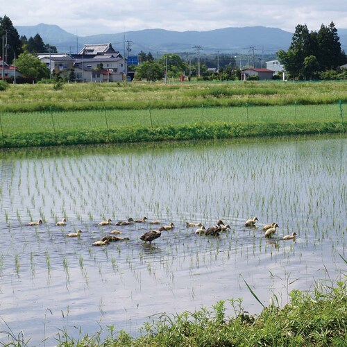 �y���z�^�J�m�z���Y�܍����肠������ �y���Ԏw��s�z�y����s�z�y�����s�z�y�v���U�Z���N�g�z_3