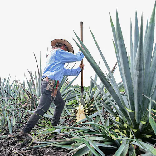 ALMATERRA �L�@�A�K�x�V���b�v 330g RAWDARK �y�v���U�Z���N�g�z_6