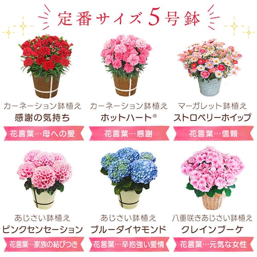 【2026年 母の日】カーネーション鉢植え「感謝の気持ち」_6