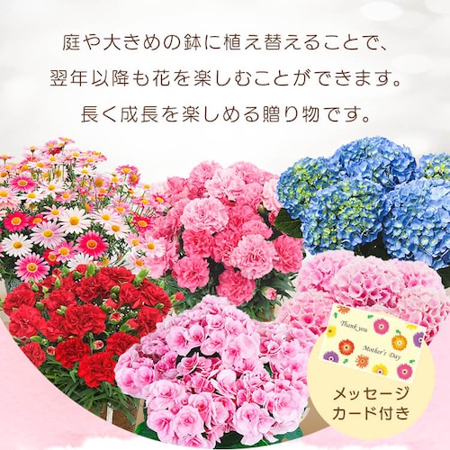 【2026年 母の日】カーネーション鉢植え「感謝の気持ち」_7