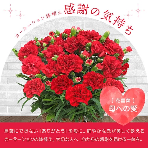 【2026年 母の日】カーネーション鉢植え「感謝の気持ち」_8