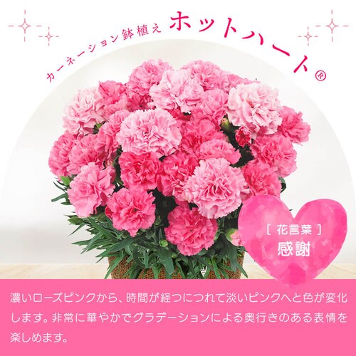 ��̓� 2026 �� �M�t�g ���� �J�[�l�[�V���� ���A�� �I�ׂ�Ԕ� �}�[�K���b�g �A�W�T�C ���z�� 5���� �y���͂���5/6(��)�`5/9(�y)�z�y�����w��s�z_10