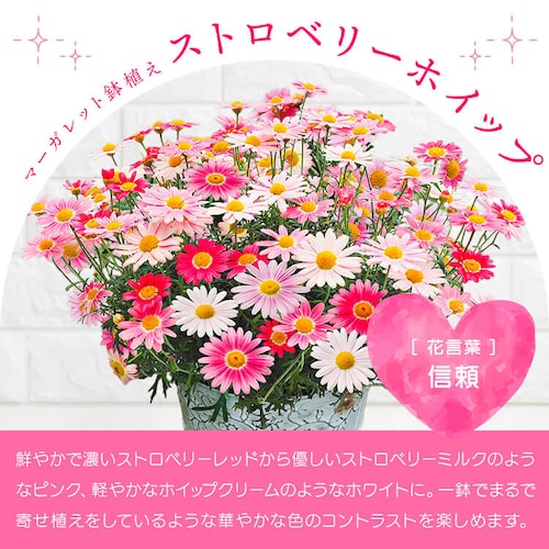 【2026年 母の日】カーネーション鉢植え「感謝の気持ち」_11