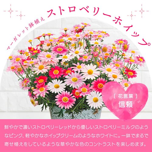 ��̓� 2026 �� �M�t�g ���� �J�[�l�[�V���� ���A�� �I�ׂ�Ԕ� �}�[�K���b�g �A�W�T�C ���z�� 5���� �y���͂���5/6(��)�`5/9(�y)�z�y�����w��s�z_11