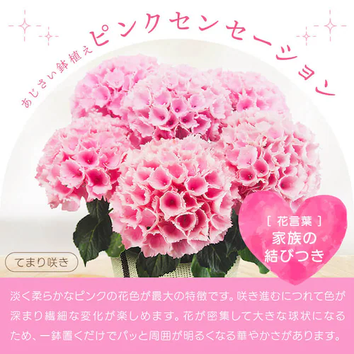 【2026年 母の日】カーネーション鉢植え「感謝の気持ち」_13