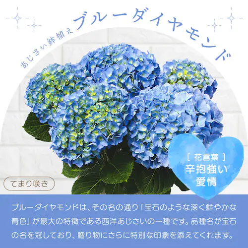 ��̓� 2026 �� �M�t�g ���� �J�[�l�[�V���� ���A�� �I�ׂ�Ԕ� �}�[�K���b�g �A�W�T�C ���z�� 5���� �y���͂���5/6(��)�`5/9(�y)�z�y�����w��s�z_12