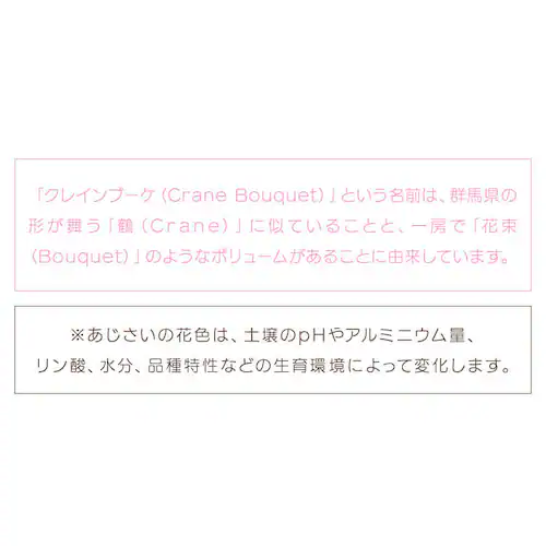 【2026年 母の日】カーネーション鉢植え「感謝の気持ち」_14