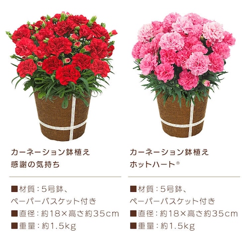 【2026年 母の日】カーネーション鉢植え「感謝の気持ち」_18