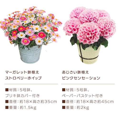 【2026年 母の日】カーネーション鉢植え「感謝の気持ち」_19