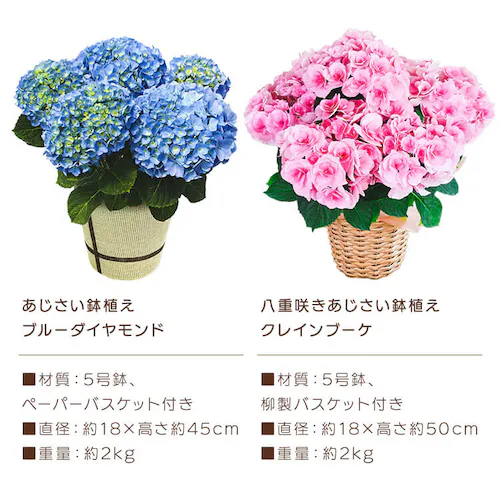 【2026年 母の日】カーネーション鉢植え「感謝の気持ち」_20