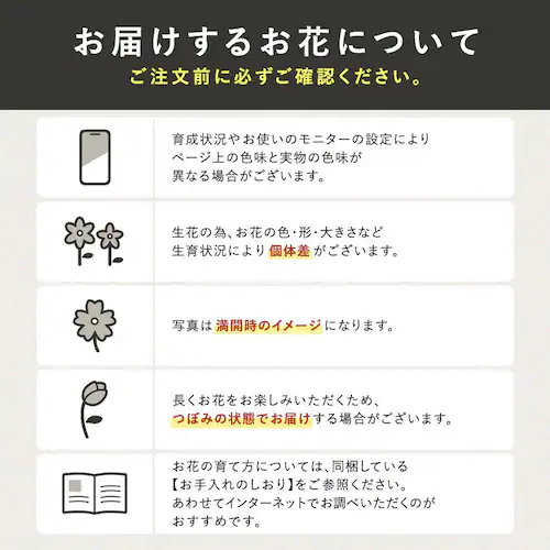 【2026年 母の日】カーネーション鉢植え「感謝の気持ち」_23