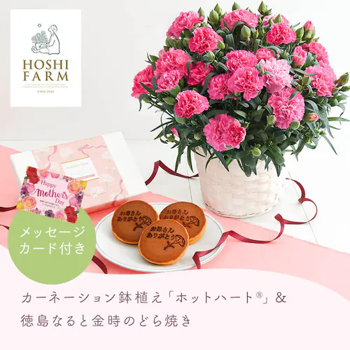 【2026年 母の日】カーネーション鉢植え「ホットハート」&徳島なると金時のどら焼き【お届けは5/6(水)〜5/9(土)】_5