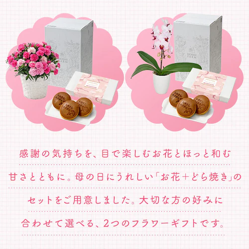 【2026年 母の日】カーネーション鉢植え「ホットハート」&徳島なると金時のどら焼き【お届けは5/6(水)〜5/9(土)】_7