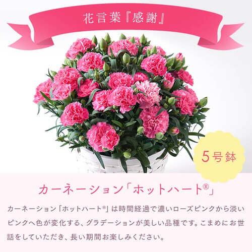 ��̓� 2026 �� �M�t�g ���� �J�[�l�[�V���� �Ӓ��� ���َq�Z�b�g �M�t�g ���A�� �J�[�l�[�V���� �ǂ�Ă� �y���͂���5/6(��)�`5/9(�y)�z�y�����w��s�z�y������s�z_8