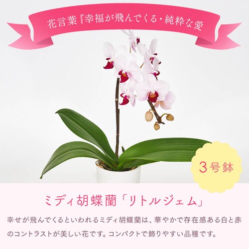 ��̓� 2026 �� �M�t�g ���� �J�[�l�[�V���� �Ӓ��� ���َq�Z�b�g �M�t�g ���A�� �J�[�l�[�V���� �ǂ�Ă� �y���͂���5/6(��)�`5/9(�y)�z�y�����w��s�z�y������s�z_9