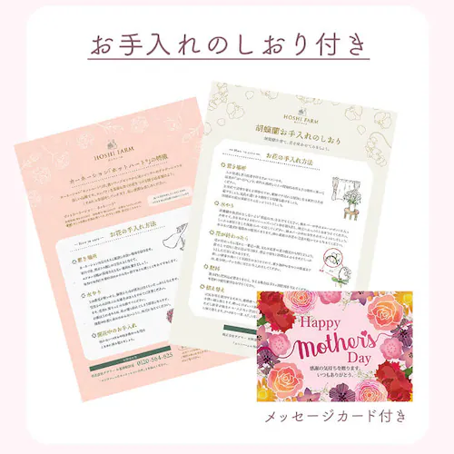 【2026年 母の日】カーネーション鉢植え「ホットハート」&徳島なると金時のどら焼き【お届けは5/6(水)〜5/9(土)】_11