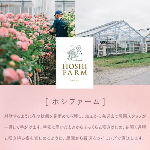 【2026年 母の日】カーネーション鉢植え「ホットハート」&徳島なると金時のどら焼き【お届けは5/6(水)〜5/9(土)】_12