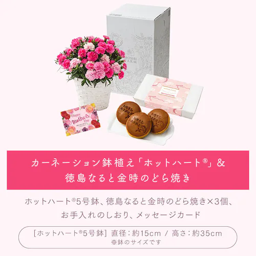 【2026年 母の日】カーネーション鉢植え「ホットハート」&徳島なると金時のどら焼き【お届けは5/6(水)〜5/9(土)】_13