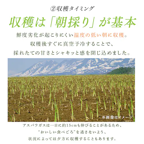 ���l�Y�O���[���A�X�p���K�X1kg �i500���~2�j �y���Ԏw��s�z�y����s�z�y�����s�z_5