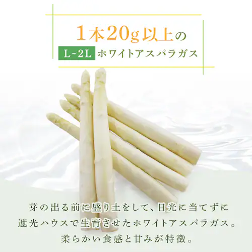 【15%OFFクーポン!】下川産ホワイトアスパラガス500g 【時間指定不可】【代引不可】【同梱不可】_3