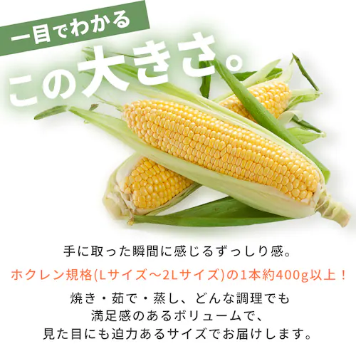 �k�C���Y���F�Ƃ����낱��8�{_5