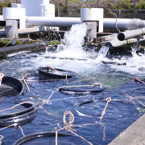 �É����Ȃ����Ƌ����g���@�É����Y���Ȃ����ĂQ�� �y���Ԏw��s�z�y����s�z�y�����s�z_13