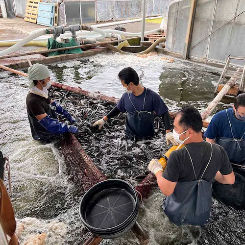 �É����Ȃ����Ƌ����g���@�É����Y���Ȃ����ā@�J�b�g�S�� �y���Ԏw��s�z�y����s�z�y�����s�z_11