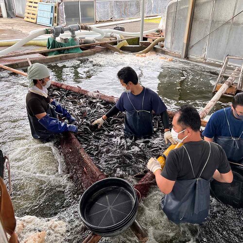 �É����Ȃ����Ƌ����g���@�É����Y���Ȃ����ā@�J�b�g�T�� �y���Ԏw��s�z�y����s�z�y�����s�z_11