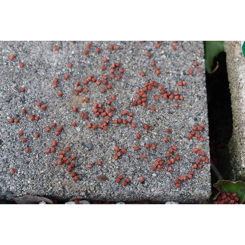 �Z�F���w���| �u���E���x�C�g 330g_5